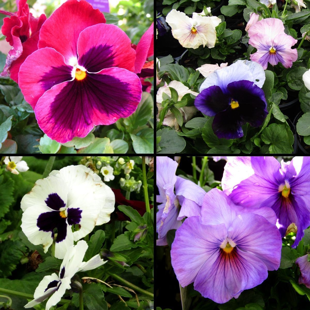Pansy- Swiss Giant Florist Mix